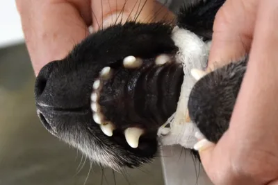 Когда у щенка меняются зубы - смена зубов у щенков | Royal Canin