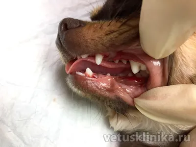 ЗУБЫ У СОБАКИ | Смена зубов у щенка, прикус, проблемы с зубами - YouTube
