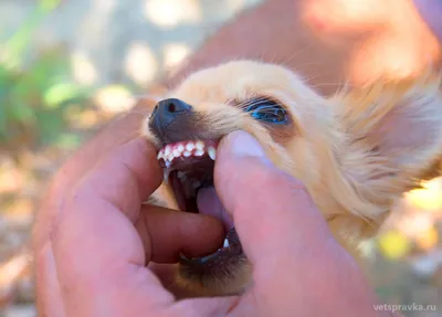 Особенности смены зубов у карликовых пород собак