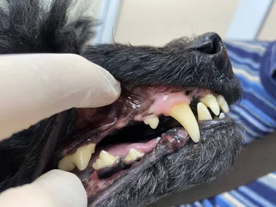 Особенности смены зубов у карликовых пород собак