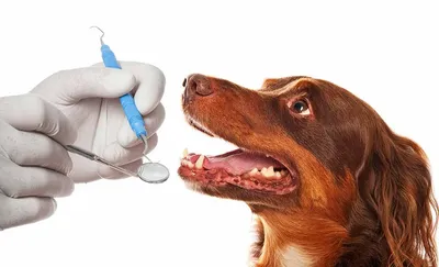 Когда у собак выпадают зубы? | Блог на VetSpravka.ru