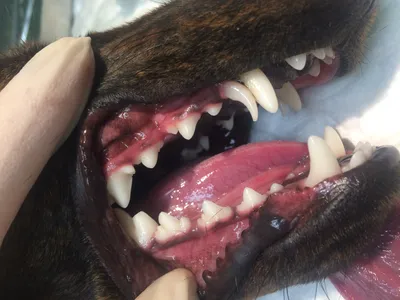 Смена зубов у собак фото фотографии