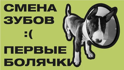 Значимая анатомия и физиология зубов (собаки, кошки) | Ветеринарная клиника  доктора Шубина