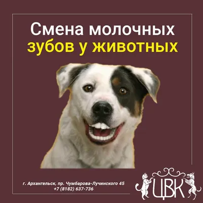 Barber Pet - Смена молочных зубов у французского бульдога😷 ⠀ Французский  бульдог на первый взгляд кажется безобидной маленькой собачкой, пока вы не  взглянете на его зубы – сразу становится понятно, что это