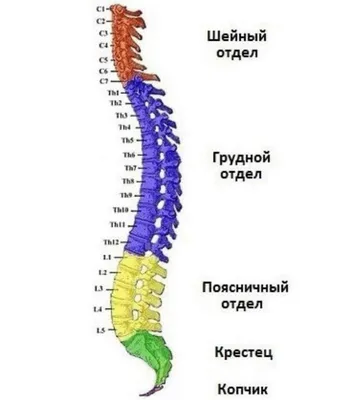 Вправление позвоночника, коррекция позвоночника