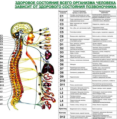 Остеохондроз? Смещение позвонков? Продуло шею? Или болезнь Бехтерева? Если  в течение 3-х месяцев у вас есть: ◾️Боль в области пятки (при… | Instagram