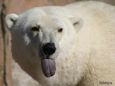 Фотографии белых медведей для скачивания бесплатно