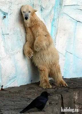 Скачать смешные белые медведи в различных форматах