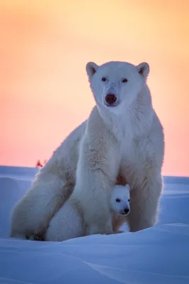 Изумительные фото белых медведей в прекрасном качестве