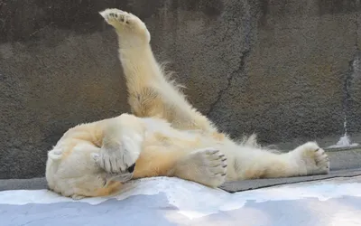 Фотографии смешных белых медведей для использования в качестве фона