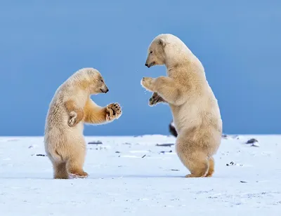 Забавные белые медведи на фотографиях