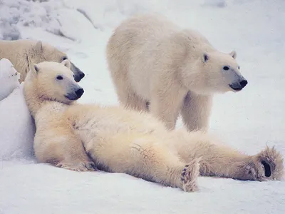 Фото смешных белых медведей в формате png
