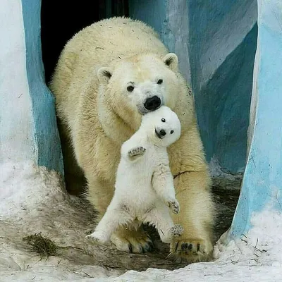 Фотографии смешных белых медведей в высоком разрешении