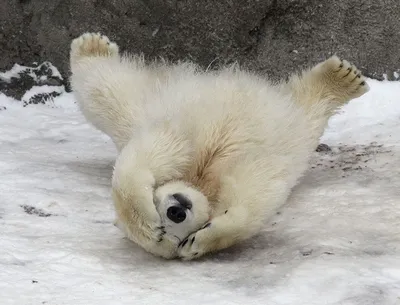 Уникальные фото смешных белых медведей
