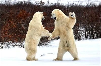 Чудесные белые медведи на фото