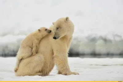 Фото милых белых медведей в хорошем качестве
