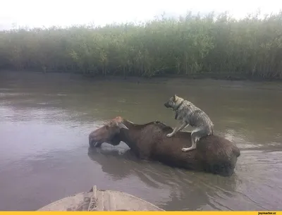 Заказать бенто торт с приколом | смешные бенто торты с приколами быстрая  доставка за час по Москве