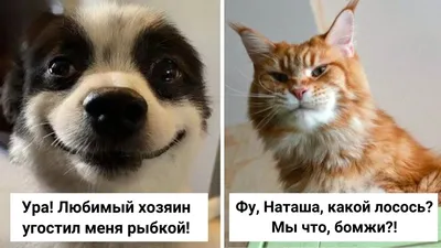 17 смешных фотографий котов и собак, от которых внутри вырабатывается  счастье / AdMe