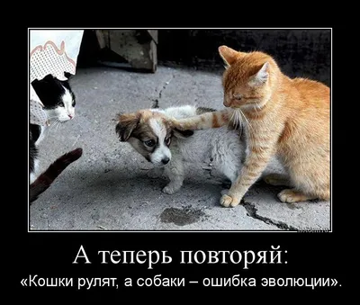 Шапка уши зайца для животных смешные ушки для кошек и собак It's All For  Pets 60471252 купить в интернет-магазине Wildberries