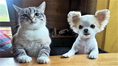 Смешные картинки про котов и собак - 69 фото