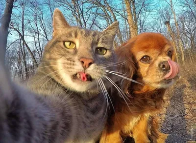 Летающие собаки и человекоподобные коты. Самые смешные фотографии домашних  животных 2023 года