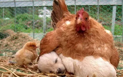 Смешной и любознательный цыпленок петуха Стоковое Изображение - изображение  насчитывающей смешно, клюв: 122335819