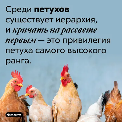 смешные мультяшные петухи: 25 тис. зображень знайдено в Яндекс.Зображеннях  | Chicken clip art, Chicken cartoon funny, Cartoon chicken