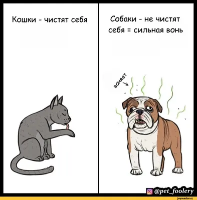 Отличия котов от собак в смешных иллюстрациях художника Bird Born |  Прикол.ру - приколы, картинки, фотки и розыгрыши!