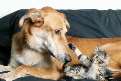 Самые смешные животные кошки и собаки - 75 фото