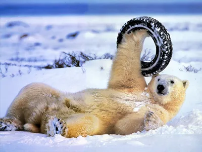Смешные фото животных зимой фотографии