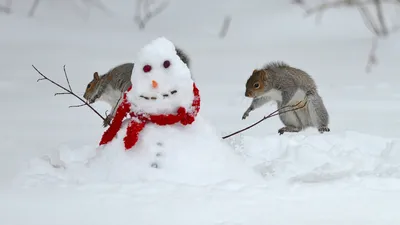 Забавные животные зимой картинки - 68 фото
