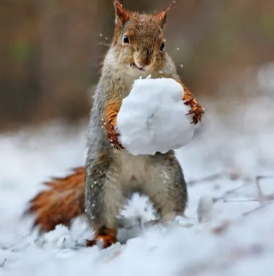 зима :: снег :: норвежский лесной кот :: животные :: кот / смешные картинки  и другие приколы: комиксы, гиф анимация, видео, лучший интеллектуальный  юмор.