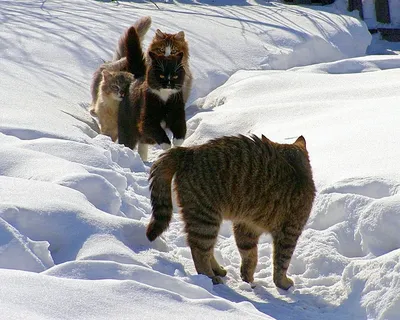 два сторожевых пса смотрятся из-за забора зимой, стоящего на задних ногах. смешные  животные Стоковое Изображение - изображение насчитывающей друзья,  любимчики: 228744933