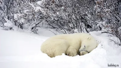 Киевский зоопарк опубликовал смешные фото животных в снегу