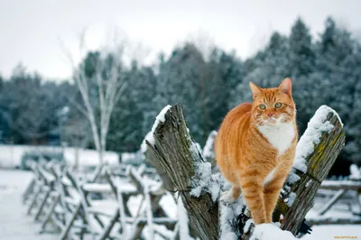 Смешные животные зимой (Много фото!) - treepics.ru