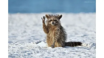 Зимний приветик | Смешные фотографии животных, Фотографии животных, Зимние  картинки