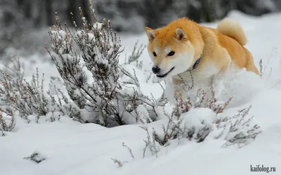 Фото животных: смешные звери, которые готовы к зиме - холод, снимок, снег,  мороз | Обозреватель | OBOZ.UA