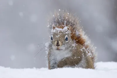 Забавные животные зимой картинки - 68 фото