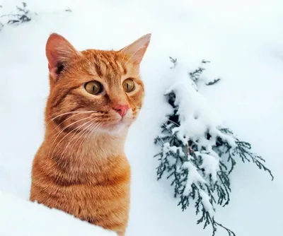 Фото 892787743820 из альбома МОИМ ДРУЗЬЯМ!!!. Разместила ГАЛИНА ПРИВАЛОВА в  ОК | Забавные зверюшки, Смешные животные, Забавные животные