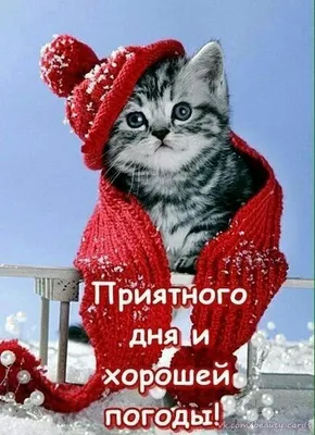 Рыжий кот в зимних декорациях. Фотограф Сальников Евгений