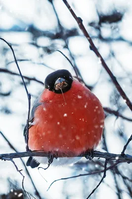 Смешные животные зимой - красивые фото