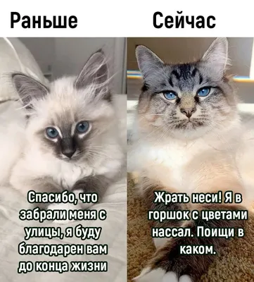 Mom:Did you smoke weed in the room Me: of course not My cat in the corner:  / caption :: internet :: без перевода :: картинка с текстом :: интернет ::  cats ::