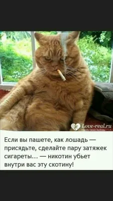 Смешные картинки с надписями и прикольные фото, от которых хочется  улыбнуться