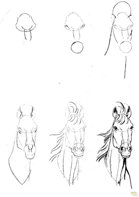 Картинка для детей - Лошадь | Картинки Detki.today