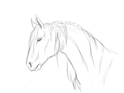 Рисунки ржущая лошадь (39 фото) »