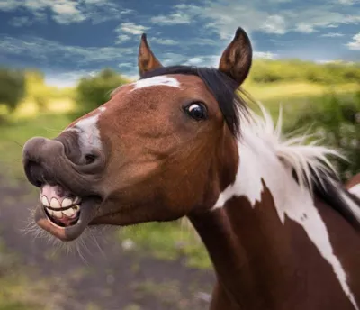 Рисунки улыбающаяся лошадь (39 фото) »