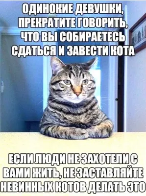Организм: Хочу спать. Я: Ложусь спать. Организм: / котик блять :: смешные  картинки (фото приколы) / смешные картинки и другие приколы: комиксы, гиф  анимация, видео, лучший интеллектуальный юмор.