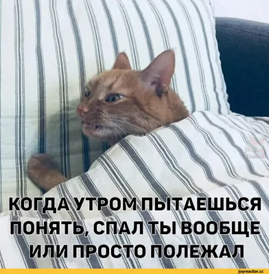 Смешные картинки с надписями от Роман за 06 апреля 2017 на Fishki.net