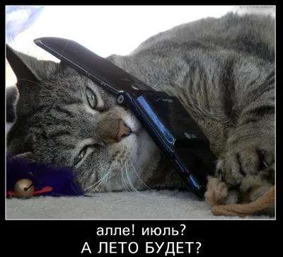 Барнаульские коты Аллы Лебедевой :: коты / смешные картинки и другие  приколы: комиксы, гиф анимация, видео, лучший интеллектуальный юмор.