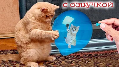 Смешные коты